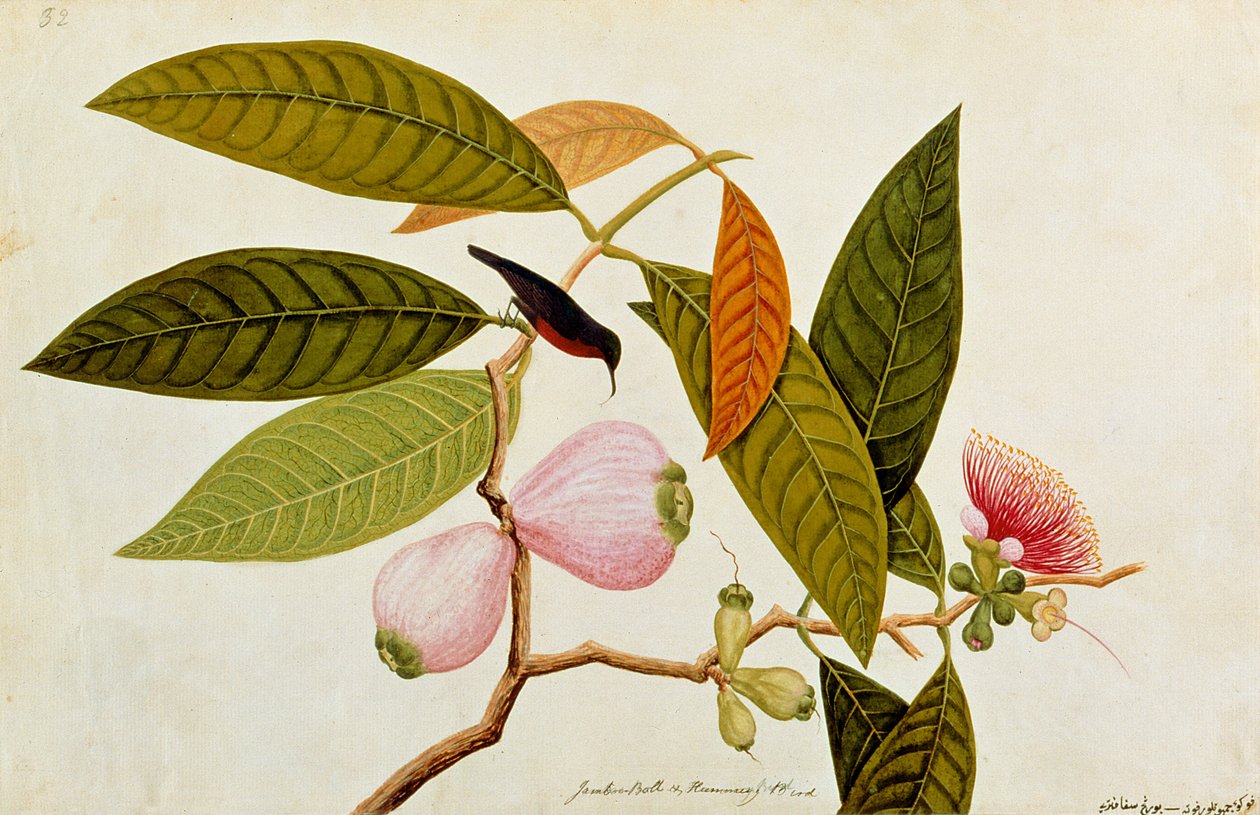 Jamboo, Boll and Humming Bird, from Drawings of Birds from Malacca, c.1805-18 (wc on paper) od Chinese School