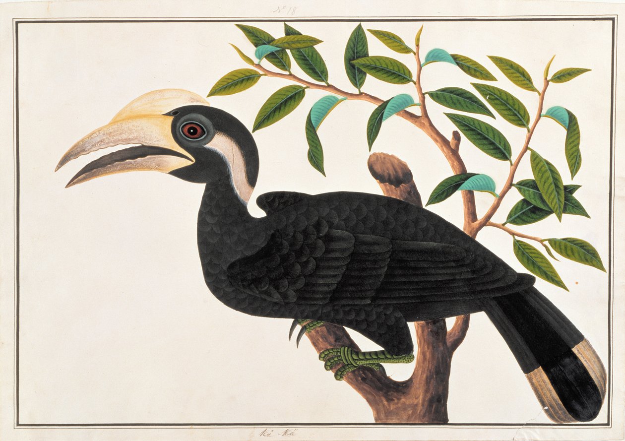 Ke-ke, z Kresby ptáků z Malacca, kolem 1805-18 (wc na papíře) od Chinese School