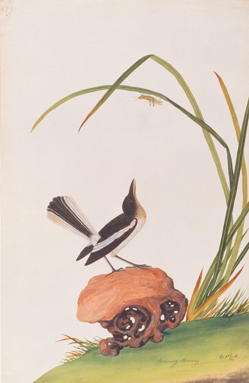Straka Robin, z kresby ptáků z Malacca, kolem 1805-18 (wc na papíře) od Chinese School