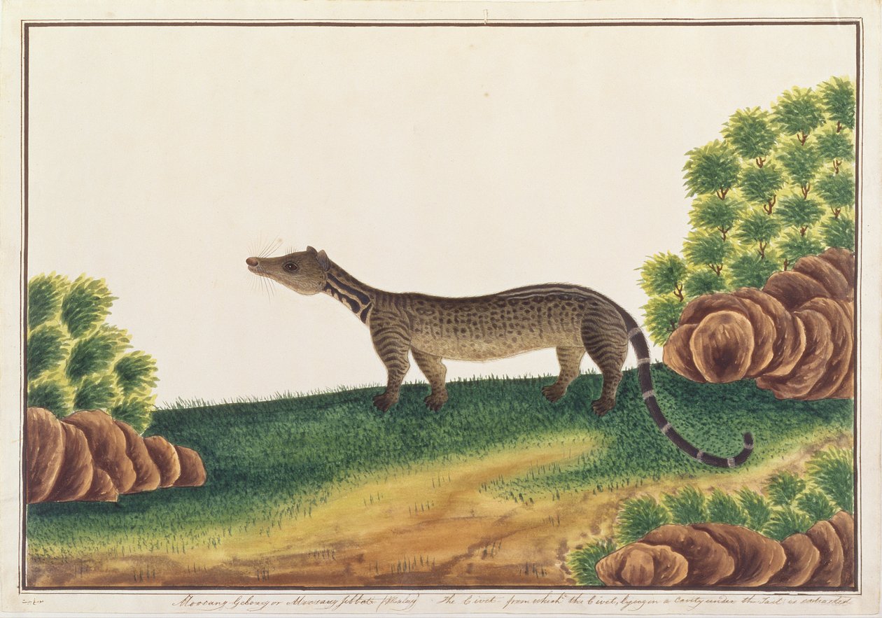 Malajská cibetka, z kreseb zvířat, hmyzu a plazů z Malacca, kolem 1805-18 (kvaš a wc na papíře) od Chinese School