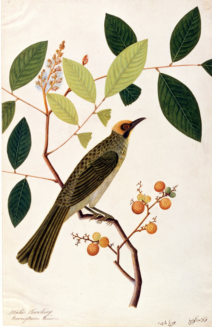 Mata Cooching, z Drawings of Birds from Malacca, c.1805-18 (wc na papíře) od Chinese School