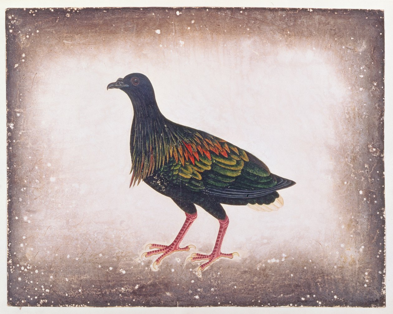 Nicobar Pigeon, from Drawings of Birds from Malacca, c.1805-18 (wc na papíře) od Chinese School