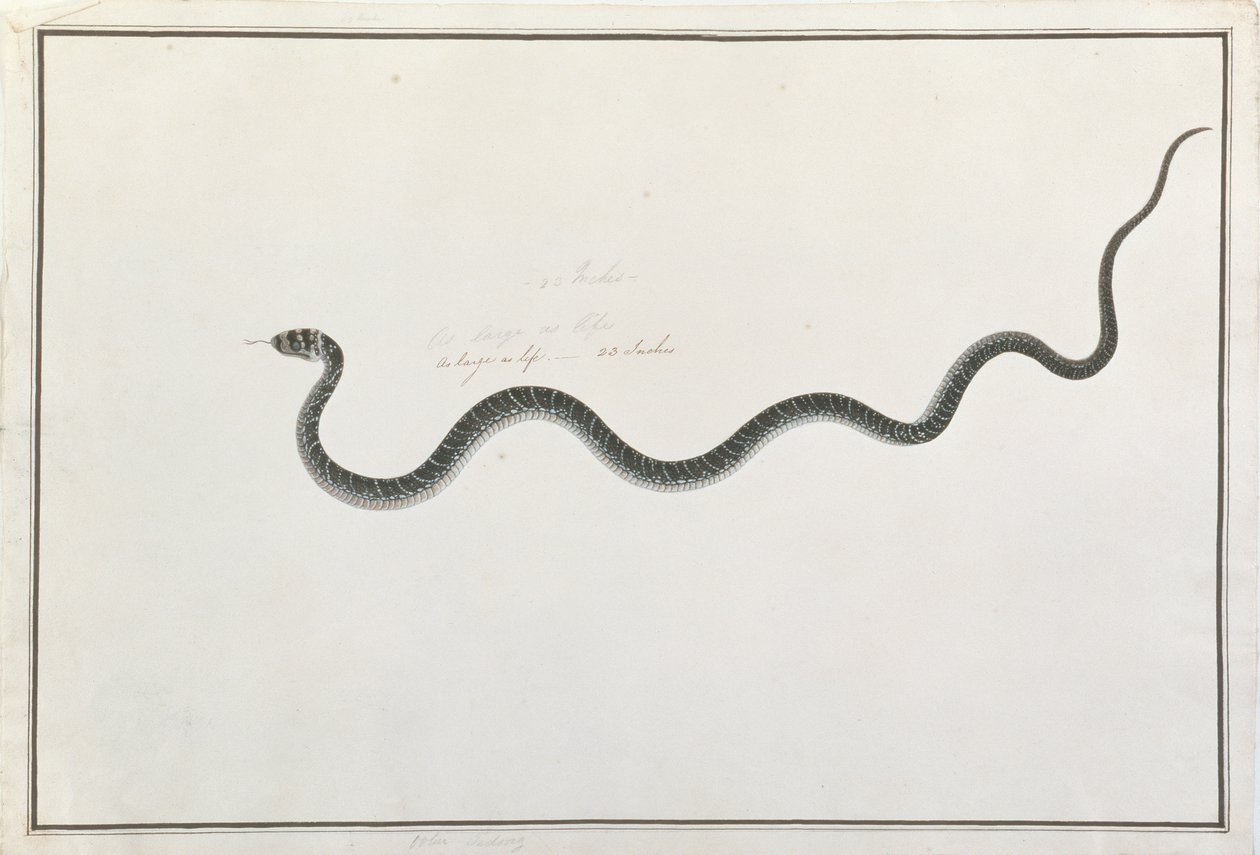 Oolur Tedong, z kreseb zvířat, hmyzu a plazů z Malacca, kolem 1805-18 (wc a kvaš na papíře) od Chinese School