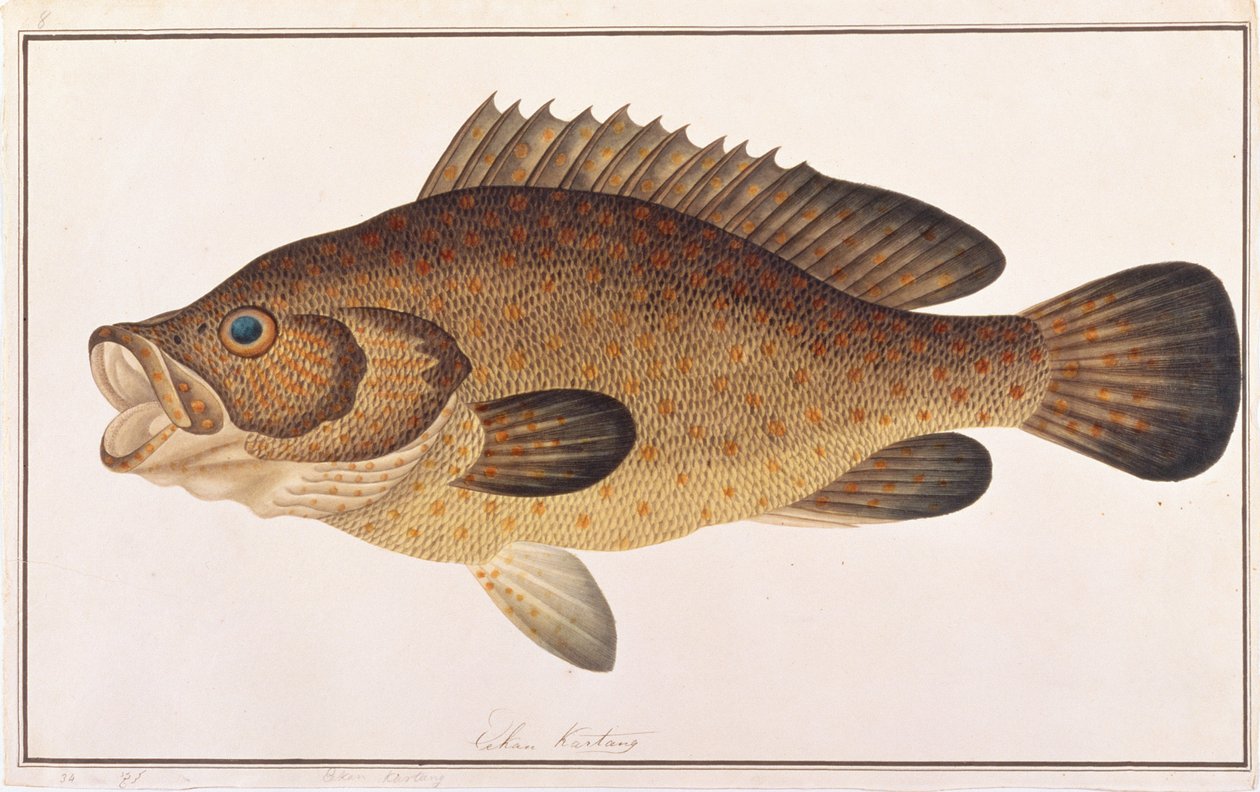Oranžovoskvrnný kanic, z Drawings of Fishes from Malacca, c.1805-18 (wc na papíře) od Chinese School