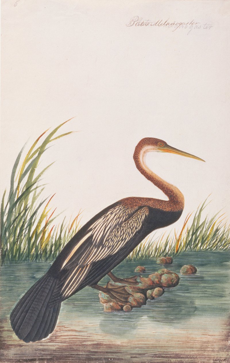 Oriental Darter, from Drawings of Birds from Malacca, c.1805-18 (wc na papíře) od Chinese School