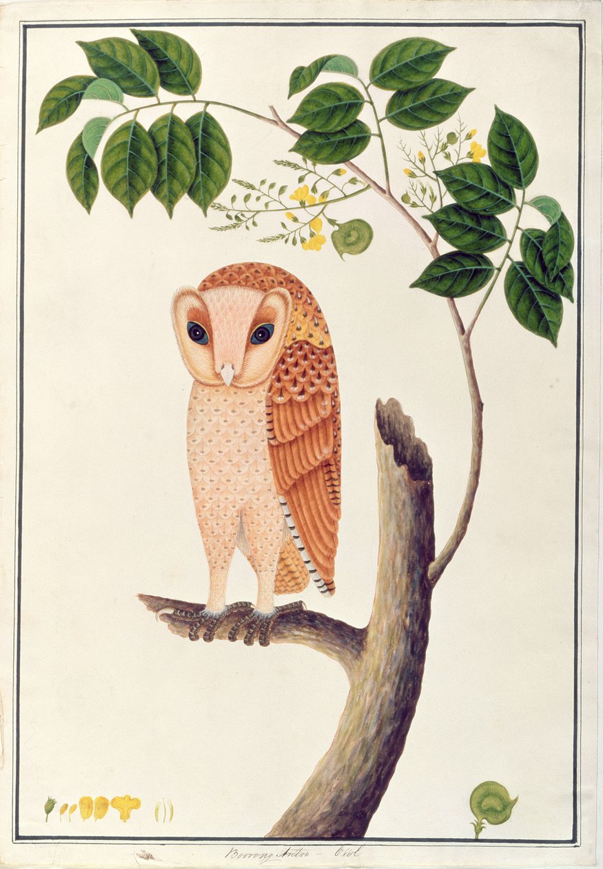 Owl, Boorong antoo, from Drawings of Birds from Malacca, c.1805-18 (wc on paper) od Chinese School