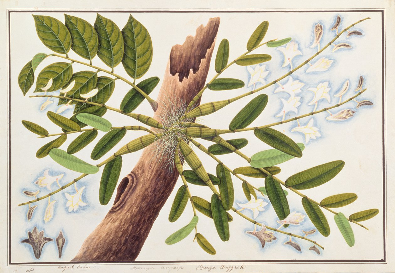 Holubí orchidej, z výkresů rostlin z Malacca, c.1805-18 (wc na papíře) od Chinese School