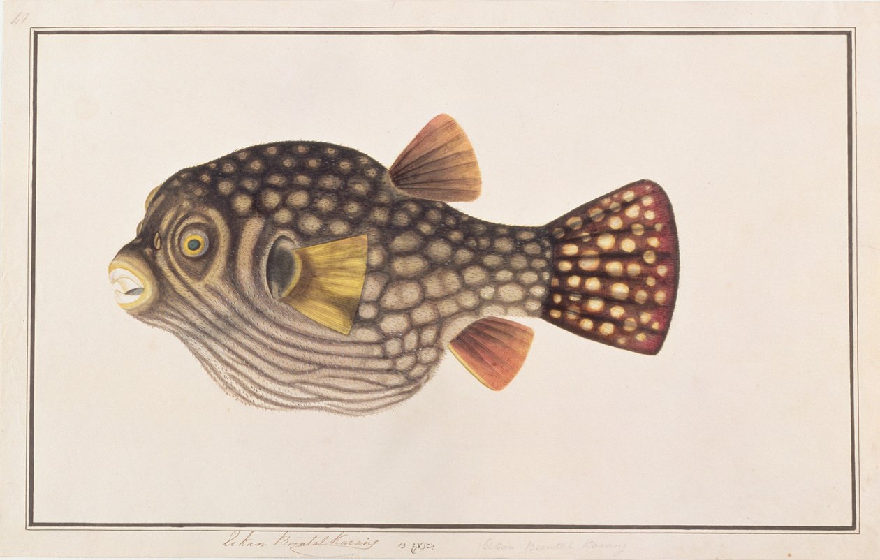 Síťovaná ryba Pufferfish, from Drawings of Fishes from Malacca, c.1805-18 (wc na papíře) od Chinese School
