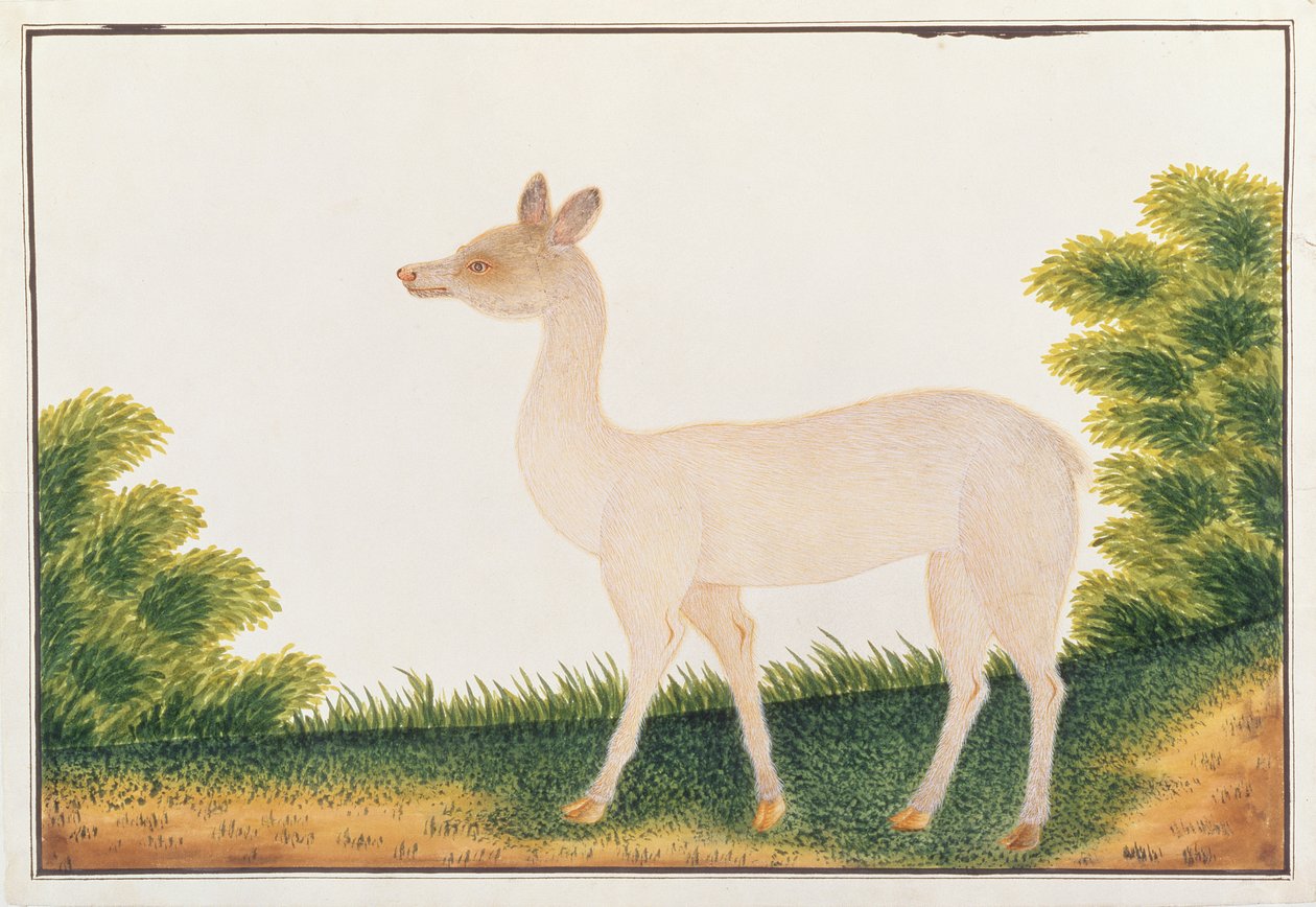 Jelen Sambar, z kreseb zvířat, hmyzu a plazů z Malacca, kolem 1805-18 (wc a kvaš na papíře) od Chinese School