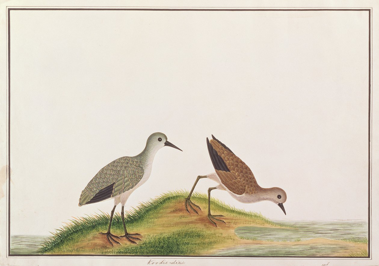 Sandpiper, from Drawings of Birds from Malacca, c.1805-18 (wc na papíře) od Chinese School
