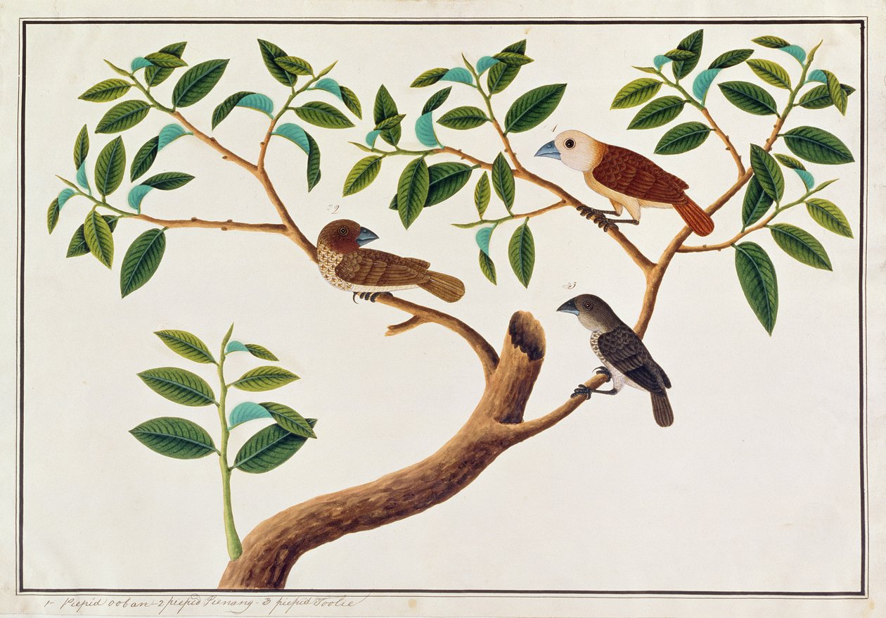 Munia šupinatá, Munia bělohlavá a průvodce malajským medem, z Kresby ptáků z Malacca, kolem 1805-18 (wc na papíře) od Chinese School