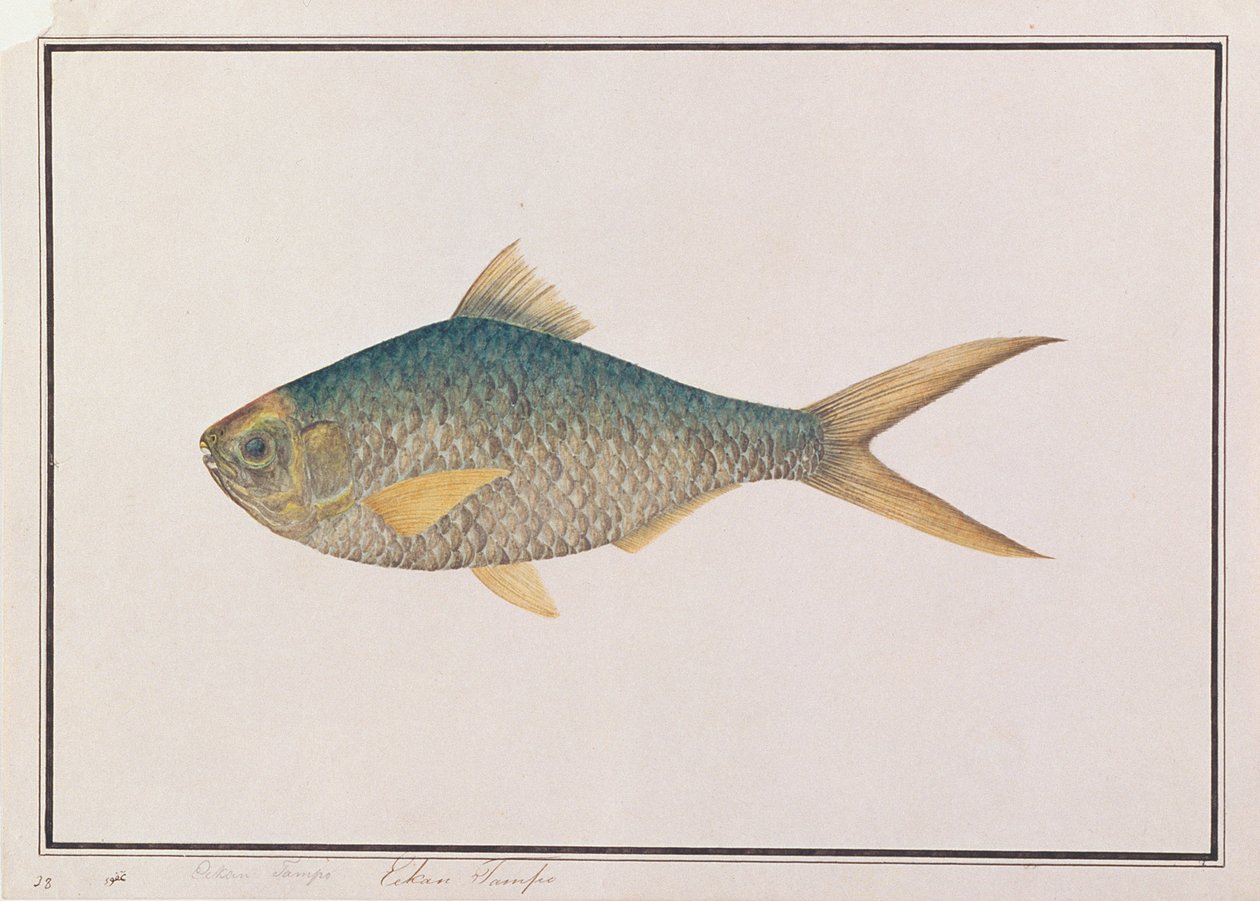 Shad, z Drawings of Fishes from Malacca, c.1805-18 (wc na papíře) od Chinese School