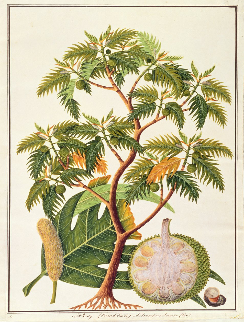Sookong (Bread Fruit) a Artocarpus Incisa (Lin) z kreseb rostlin z Malacca, kolem 1805-18 (wc na papíře) od Chinese School