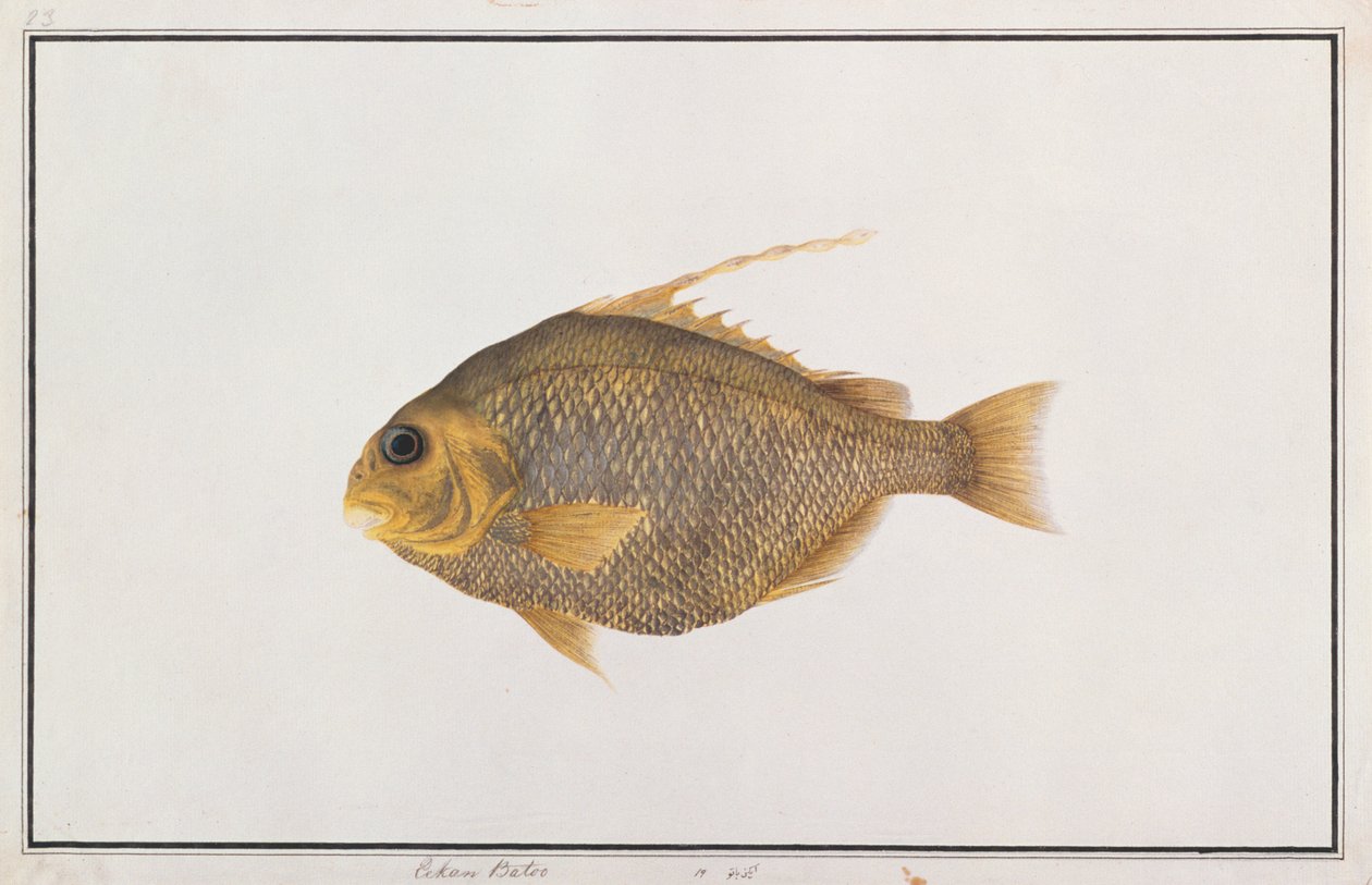 Spadefish, from Drawings of Fishes from Malacca, c.1805-18 (wc na papíře) od Chinese School