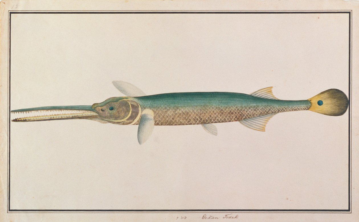 Spottail Needlefish, from Drawings of Fishes from Malacca, c.1805-18 (wc na papíře) od Chinese School