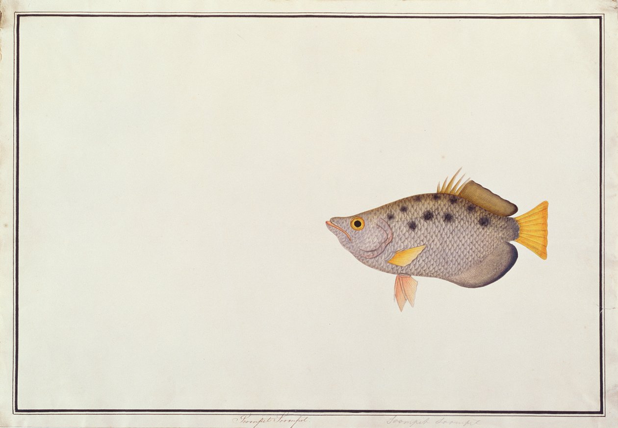 Skvrnitý Archerfish, z Drawings of Fishes from Malacca, c.1805-18 (wc na papíře) od Chinese School