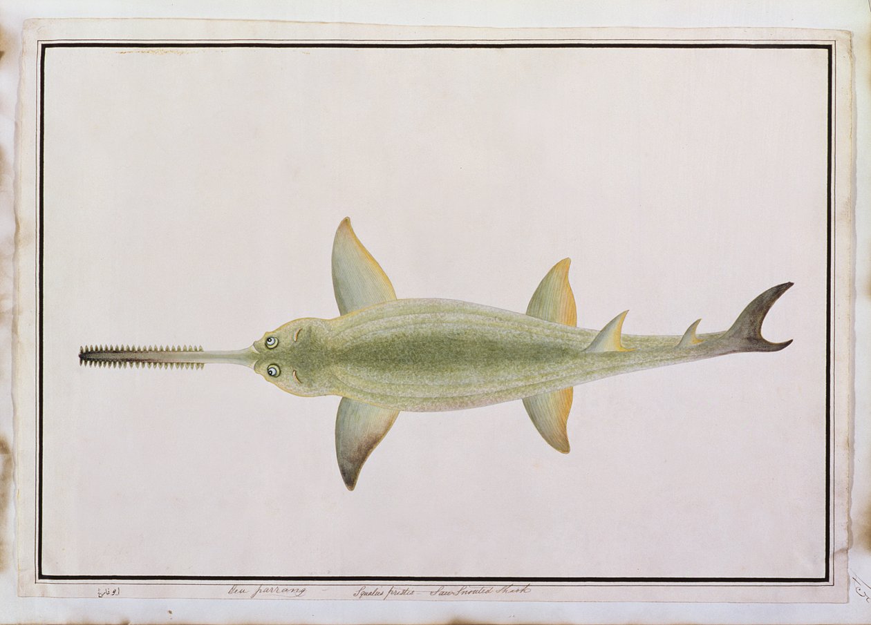 Sword Snouted Shark, Eeu parrang, Squalus poristis, z Drawings of Fishes from Malacca, c.1805-18 (wc na papíře) od Chinese School