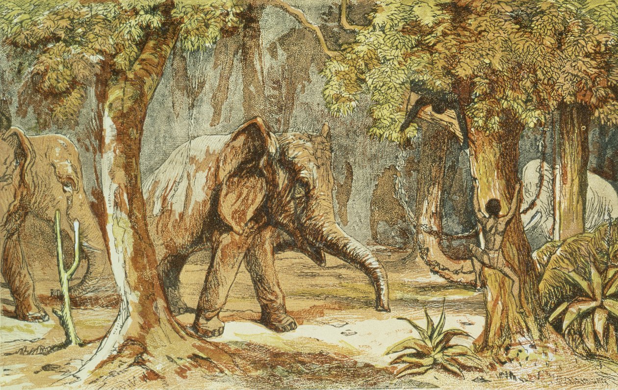 Treed by Elephants, ilustrace ze Sporting Scenes Amongst the Kaffirs of South Africa od W. Draysona, 1855 od English School