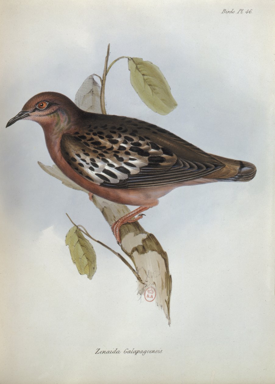Zenaida Galapagoensis, ilustrace z The Zoology of the Voyage of H.M.S. Bígl, 1832-36 Charles Darwin (1809-92), 1840 od English School