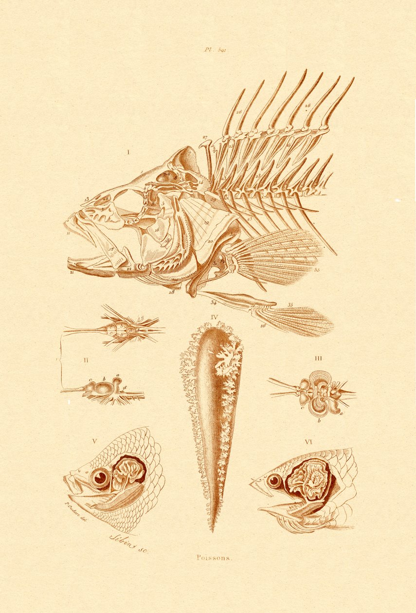 Ryba, 1833-39 od French School