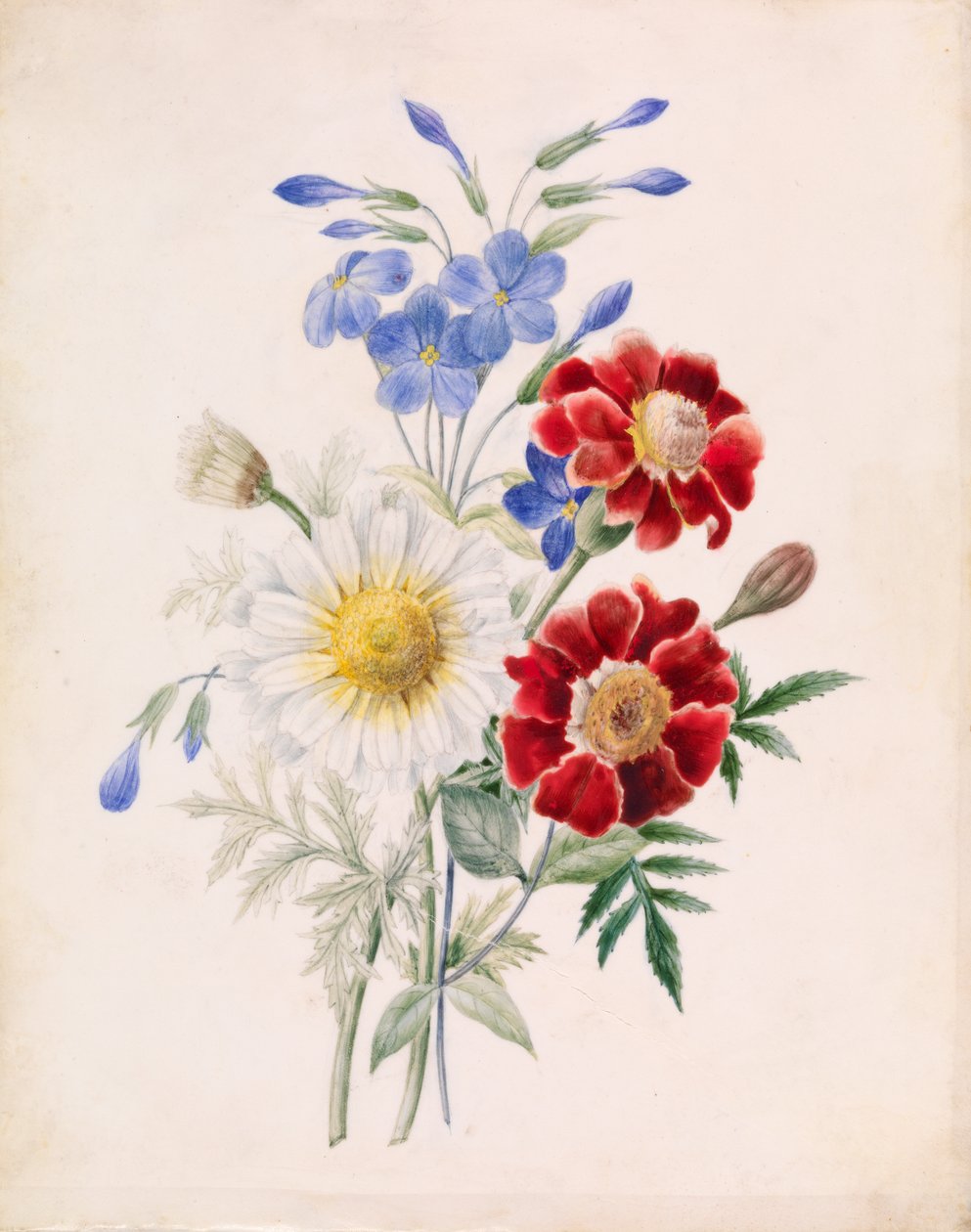 Květiny a bílá sedmikráska, cca 1840 (wc na papíře) od French School