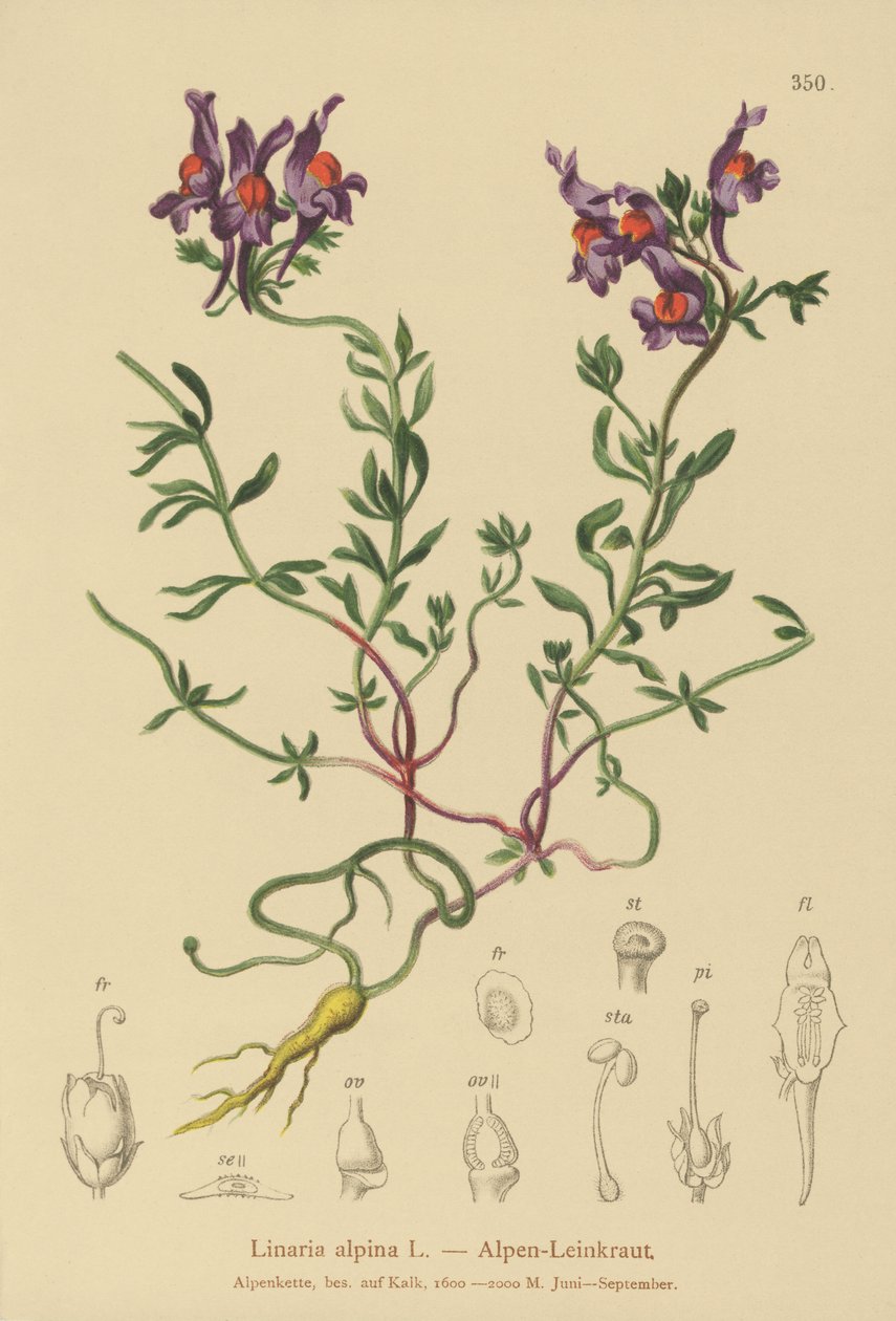 kuňka alpská (Linaria alpina) od German School