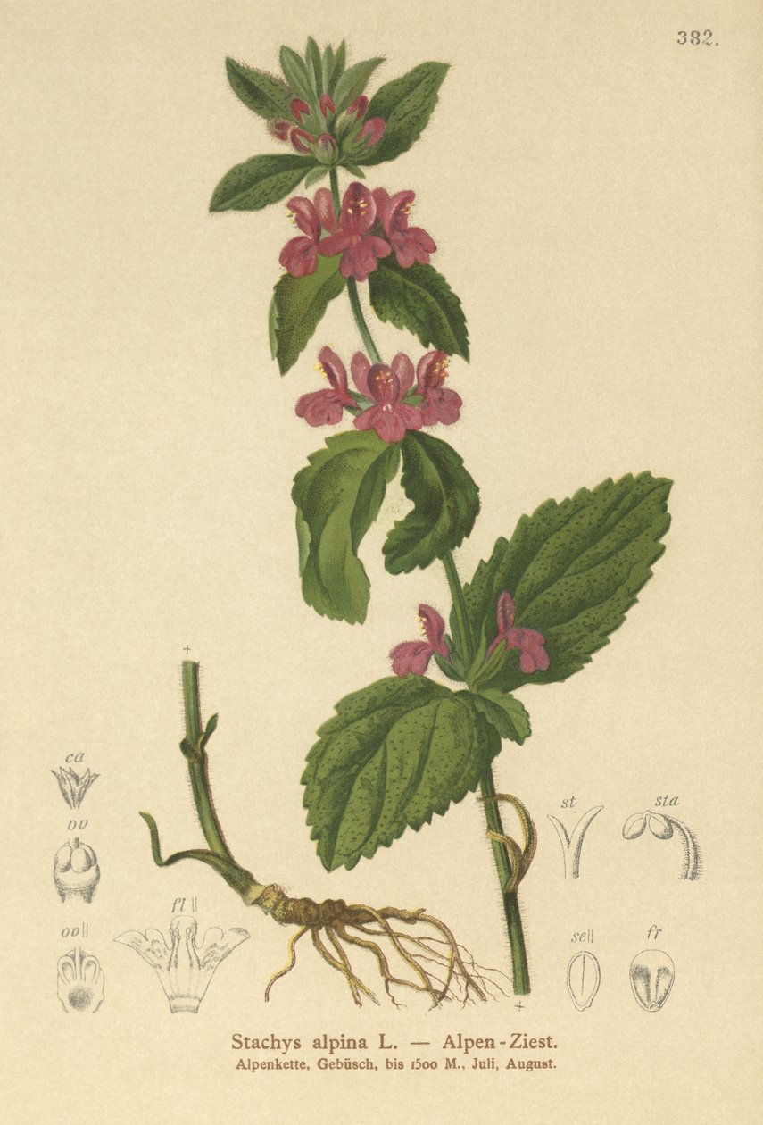 Rána alpská (Stachys alpina) od German School