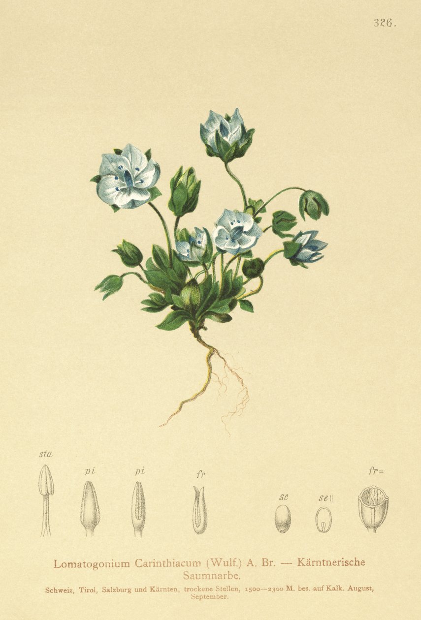 Plstnatka modrá (Lomatogonium Carinthiacum) od German School