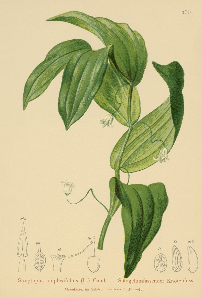 stéblo kroucená (Streptopus amplexifolius) od German School