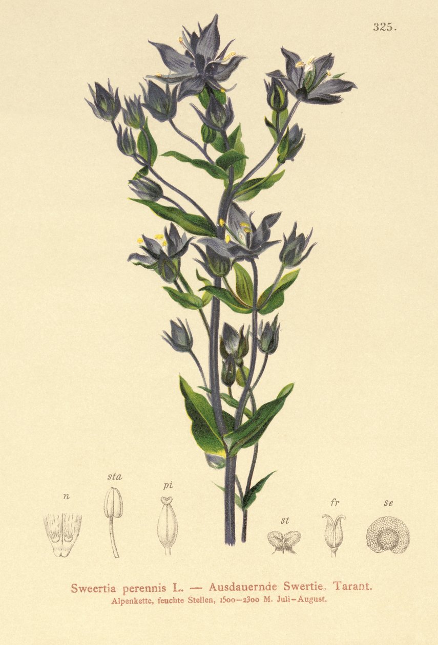 Felwort (Sweertia perennis) od German School