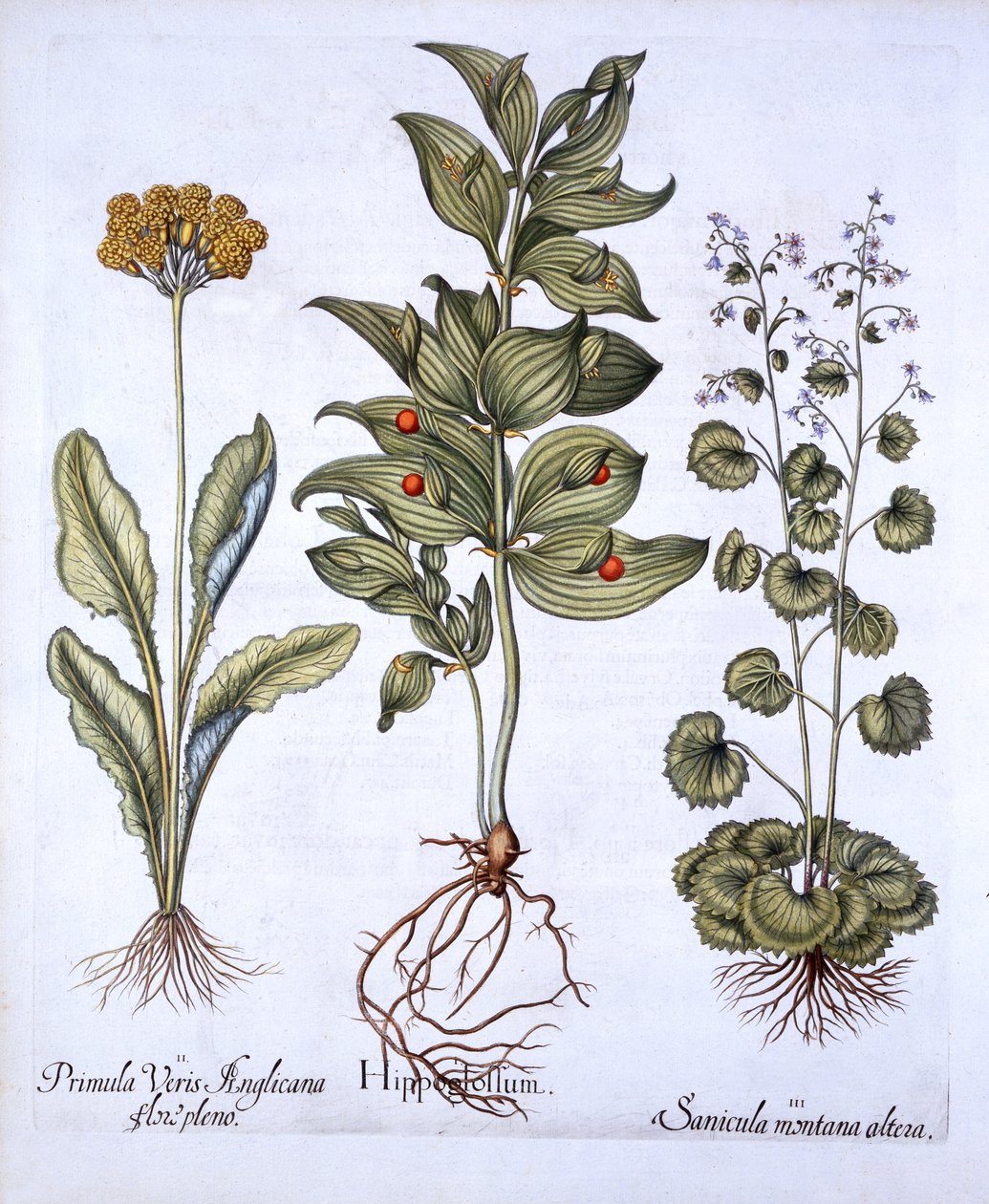 Hippoglossum, Cowslip and SanicleSnakeroot, od Hortus Eystettensis, Basil Besler (1561-1629), hospoda. 1613 (ručně kolorovaná rytina) od German School