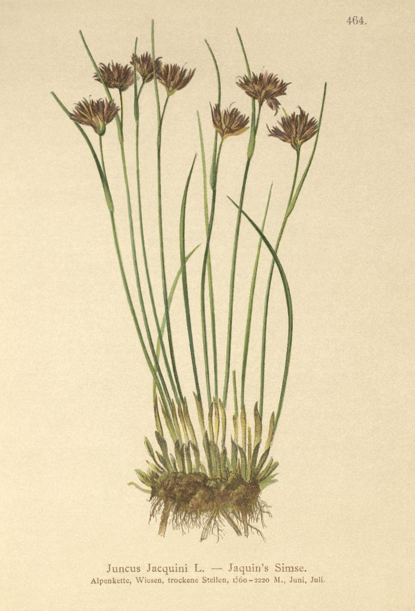 Jacquins Rush (Juncus Jacquini) od German School