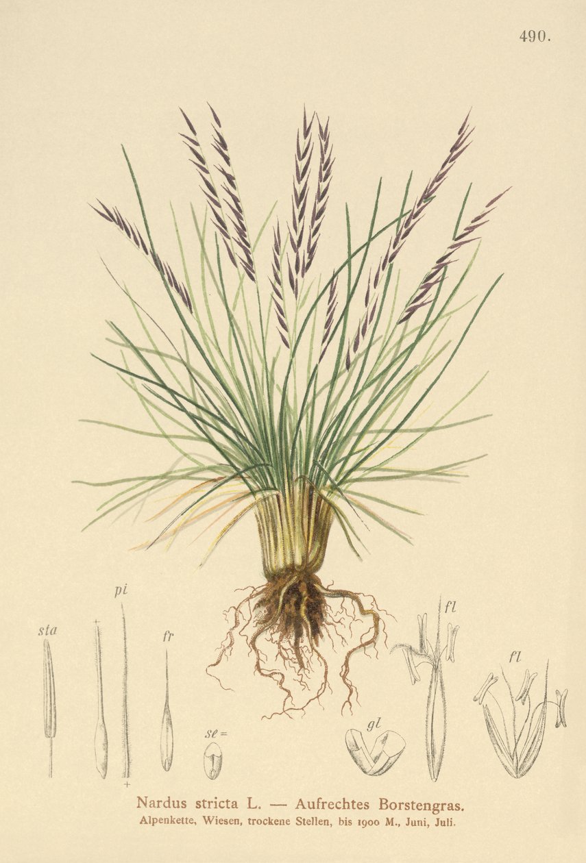 Mt Grass (Sardus Tight) od German School