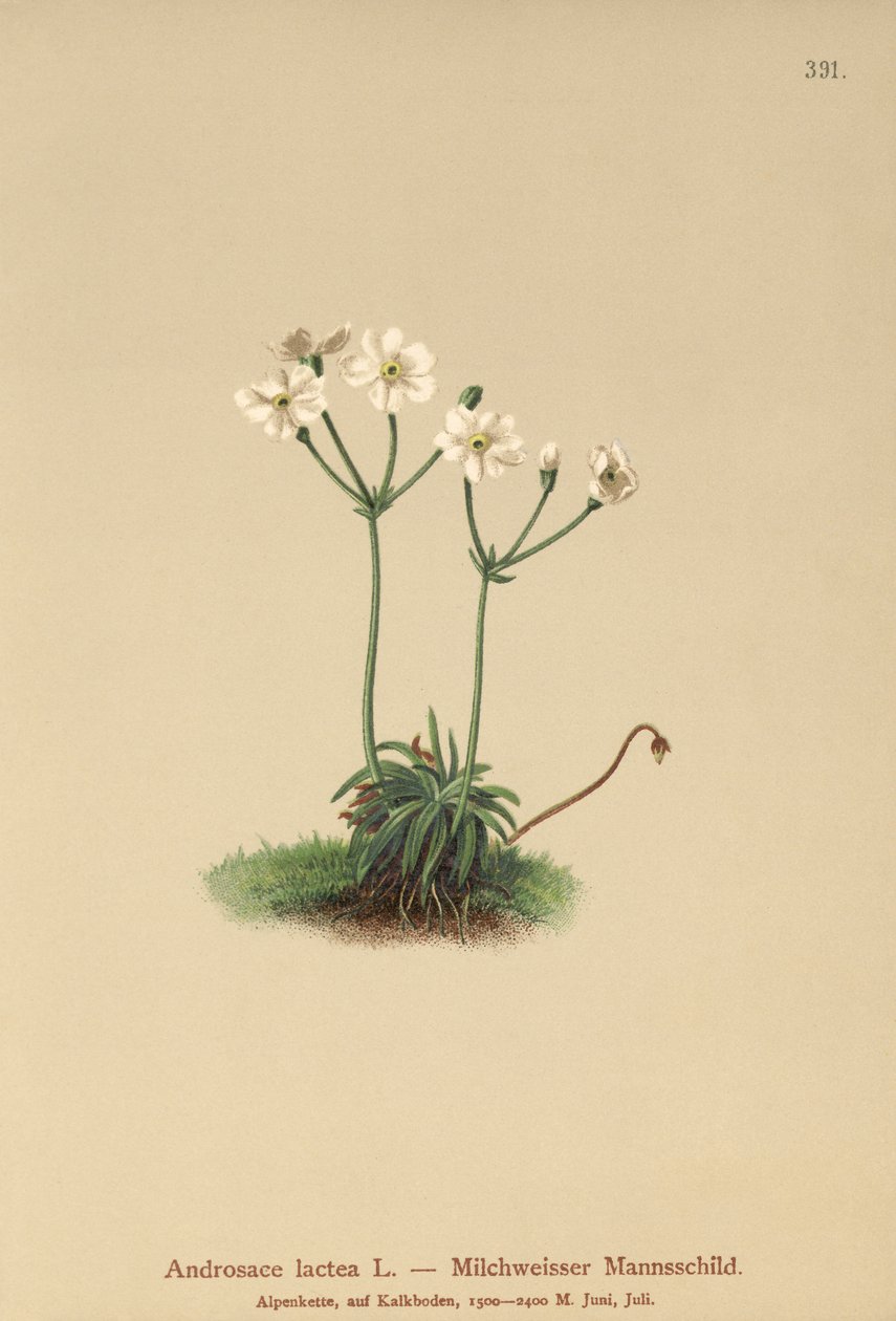 Milkwhite Rock-jasmín (Androsace lactea, Androsace lactiflora) od German School