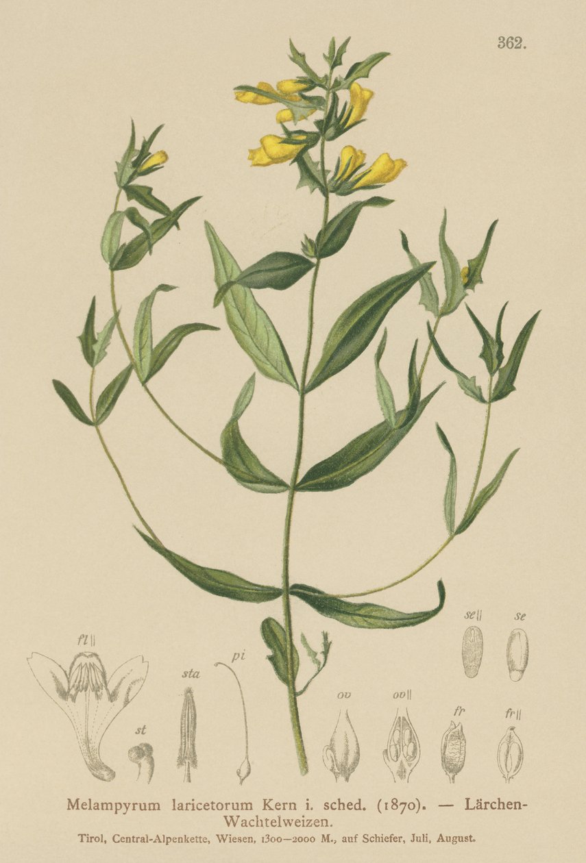 Pšenice malá (Melampyrum laricetorum, Melampyrum carpathicum, Melampyrum sylvaticum) od German School