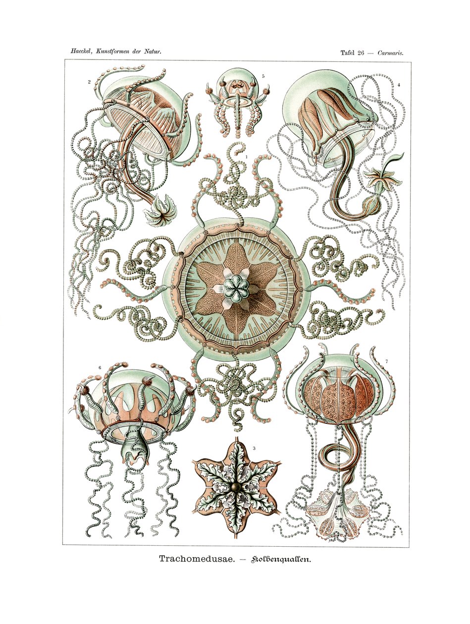 Trachomedusae, 1899-1904 od German School