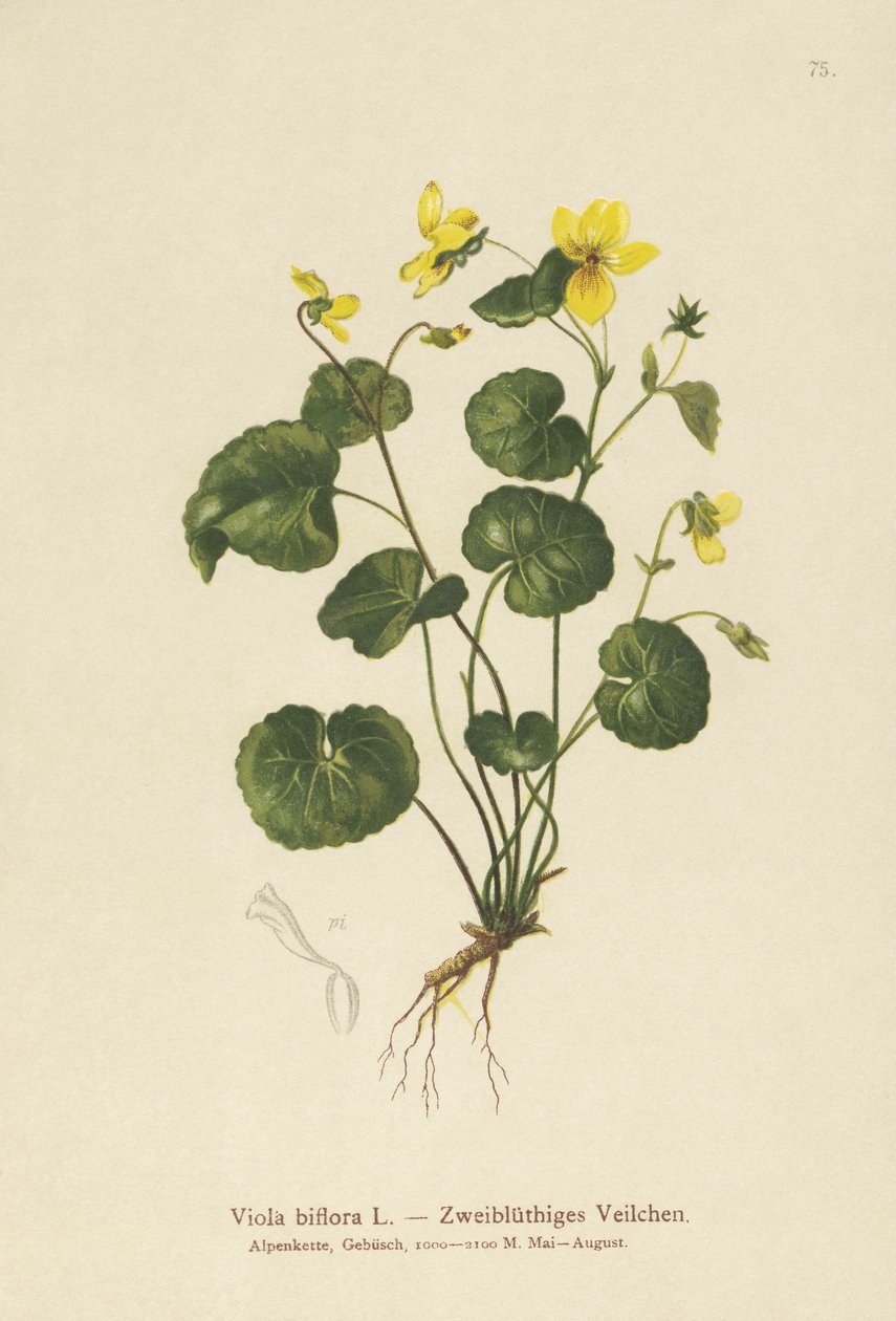 Fialka dvoukvětá (Viola biflora) od German School