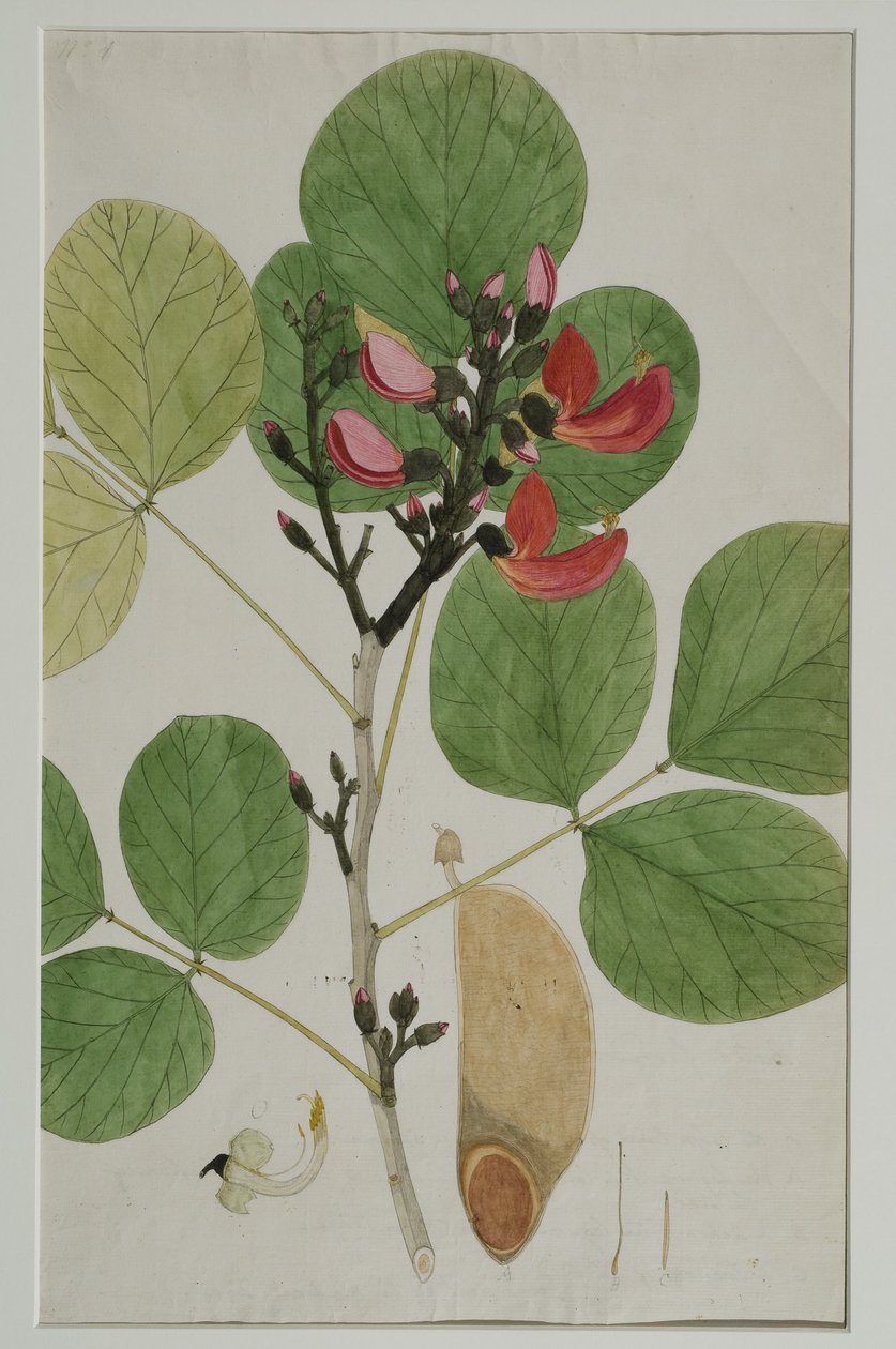 Butea monosperma (Lam.), také nazývaná Plamen lesa, 1787 (wc na papíře) od Indian School