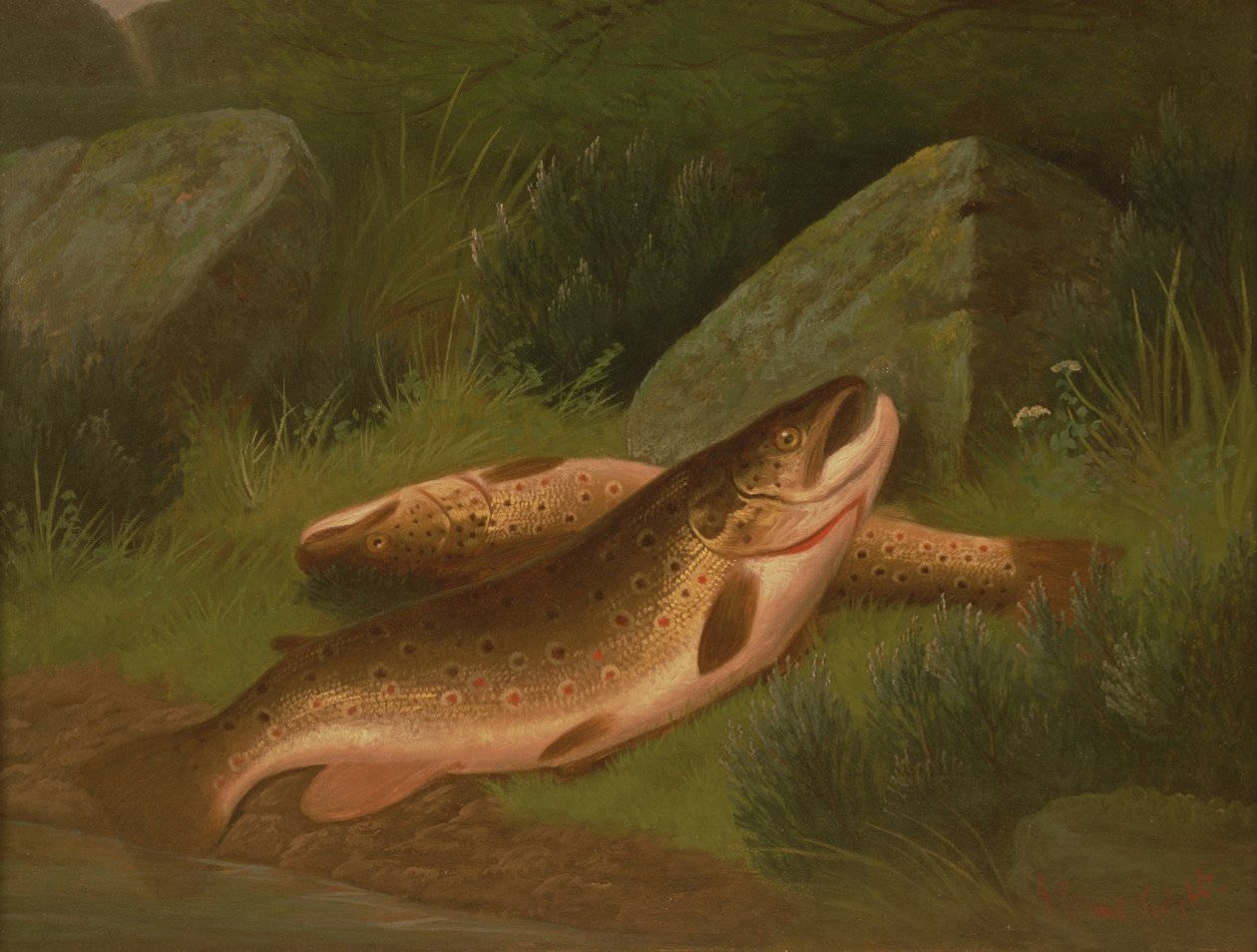 Pstruh obecný od A. Roland Knight