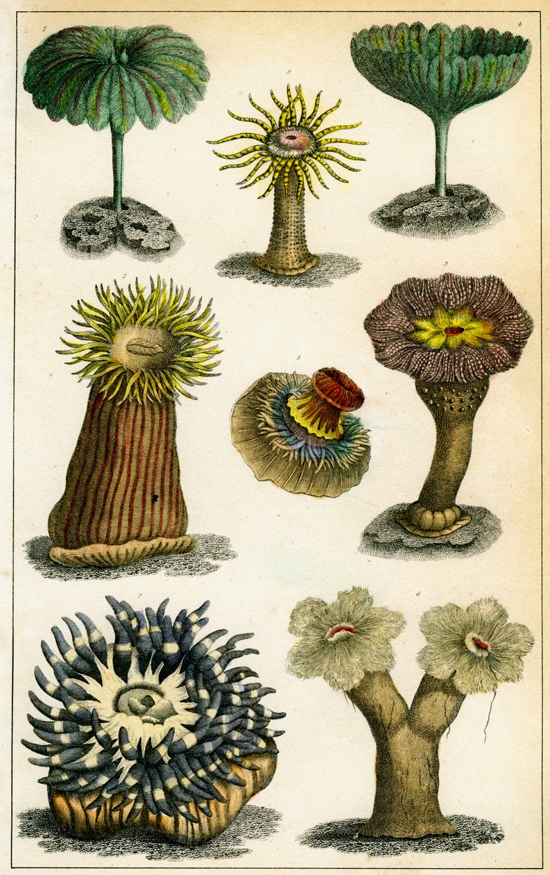 Mořské sasanky, c19. století. od A Fullarton and Co