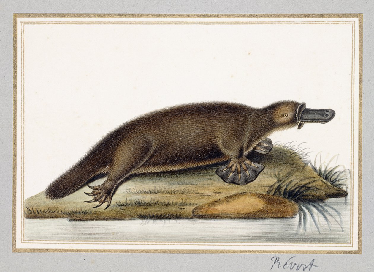 Platypus kachnozobý od A. Prevost