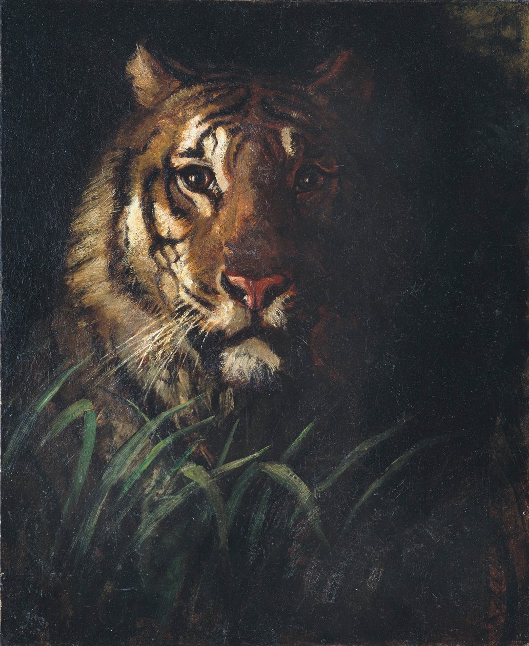 Tygří hlava od Abbott Handerson Thayer