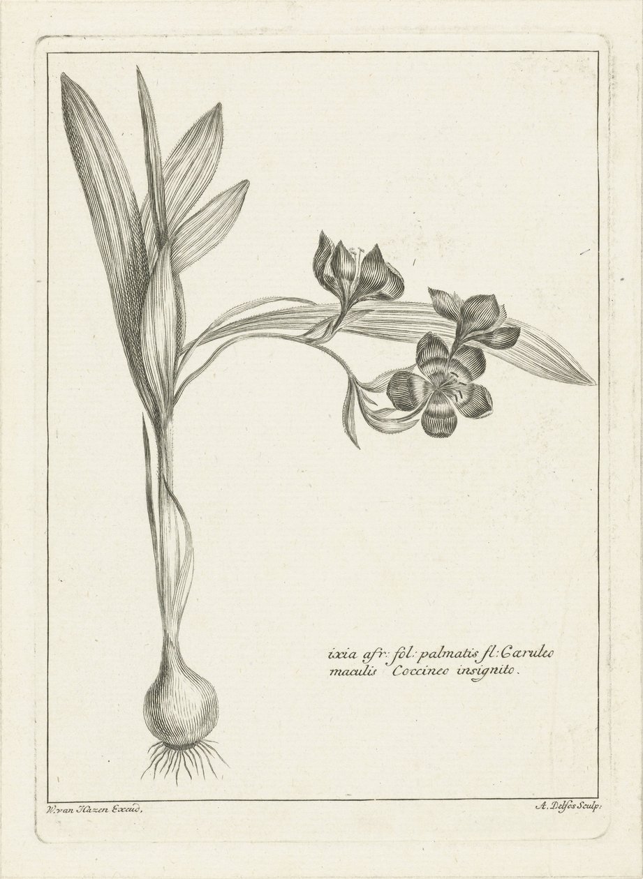 Ixia od Abraham Delfos