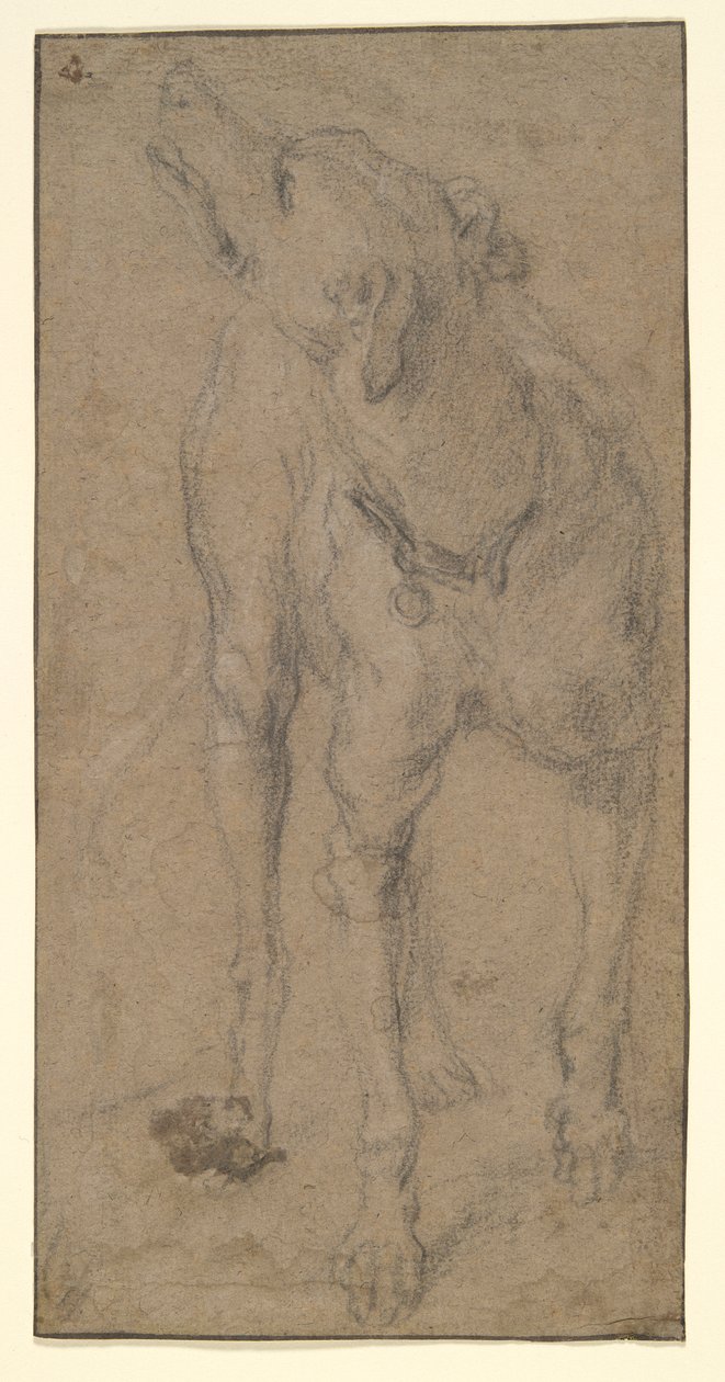 Studie psa od Abraham Hondius