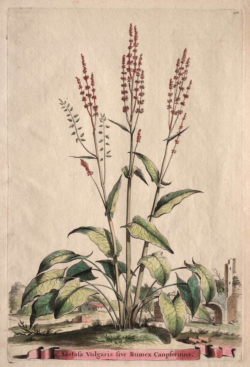 Phytographia Curiosa: Sorrel Vulgaris sive Rumex Canpferinus od Abraham Munting