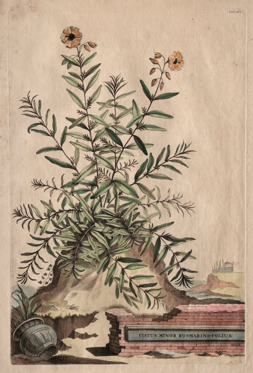 Phytographia Curiosa: Cistus Minor Rosmarini-Folius. od Abraham Munting