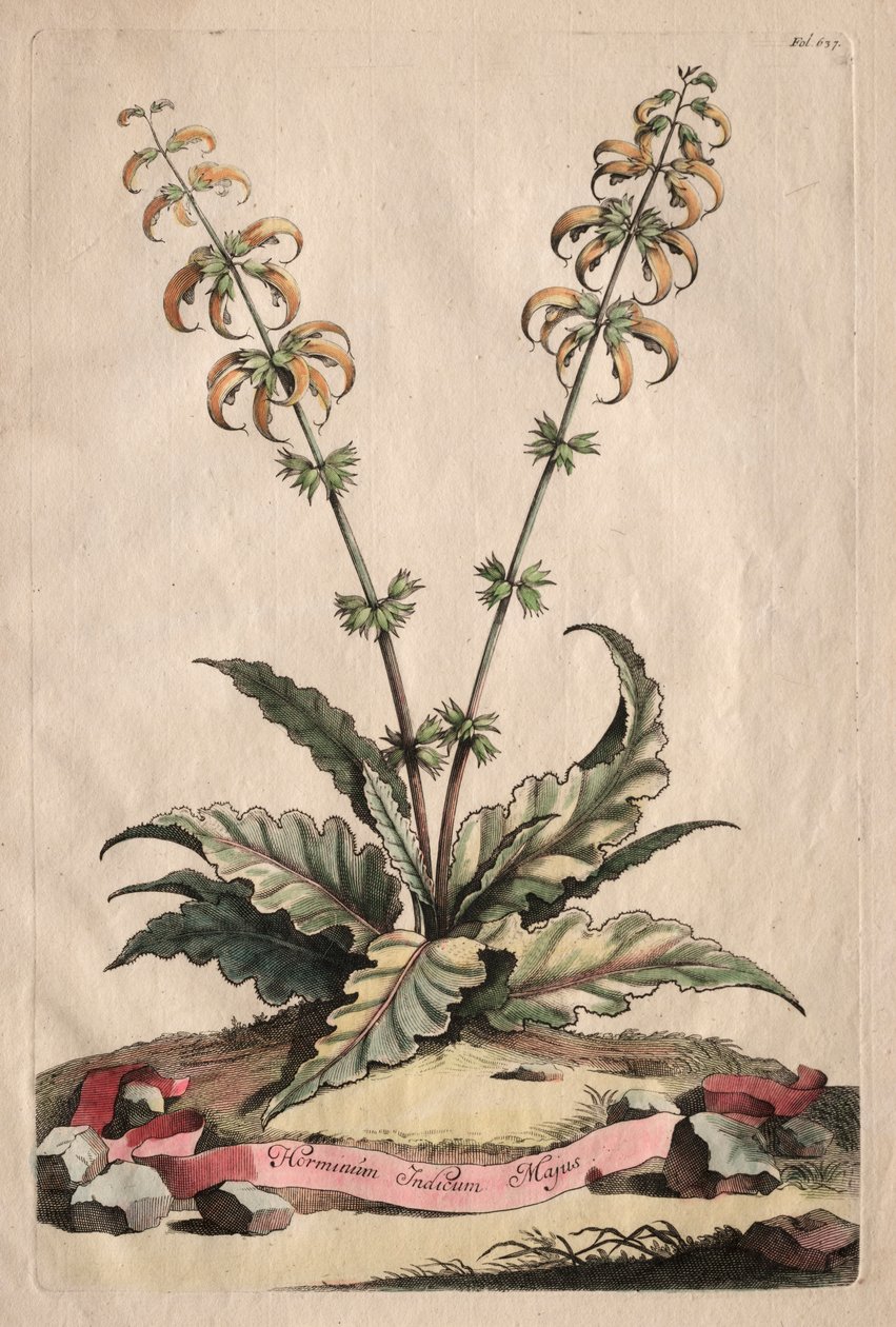 Phytographia Curiosa: Horminum Indicum Majus. od Abraham Munting