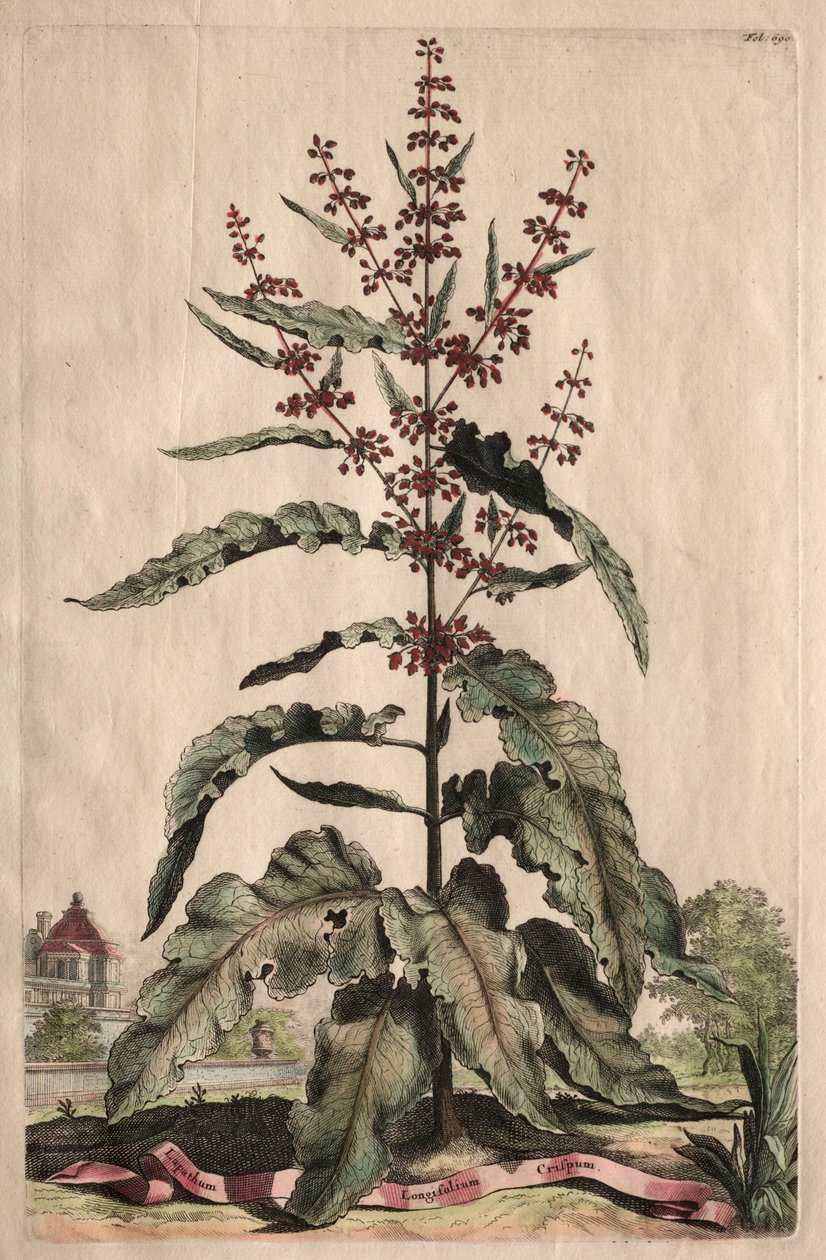 Phytographia Curiosa: Lapathum Longifolium Crispum. od Abraham Munting