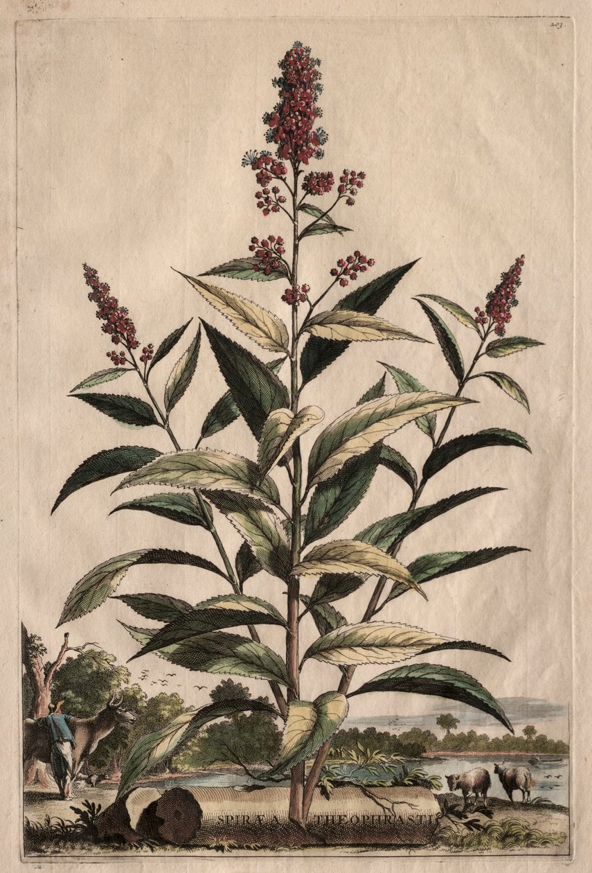 Zvědavá Phytographia: Spiraea Theophrastus od Abraham Munting
