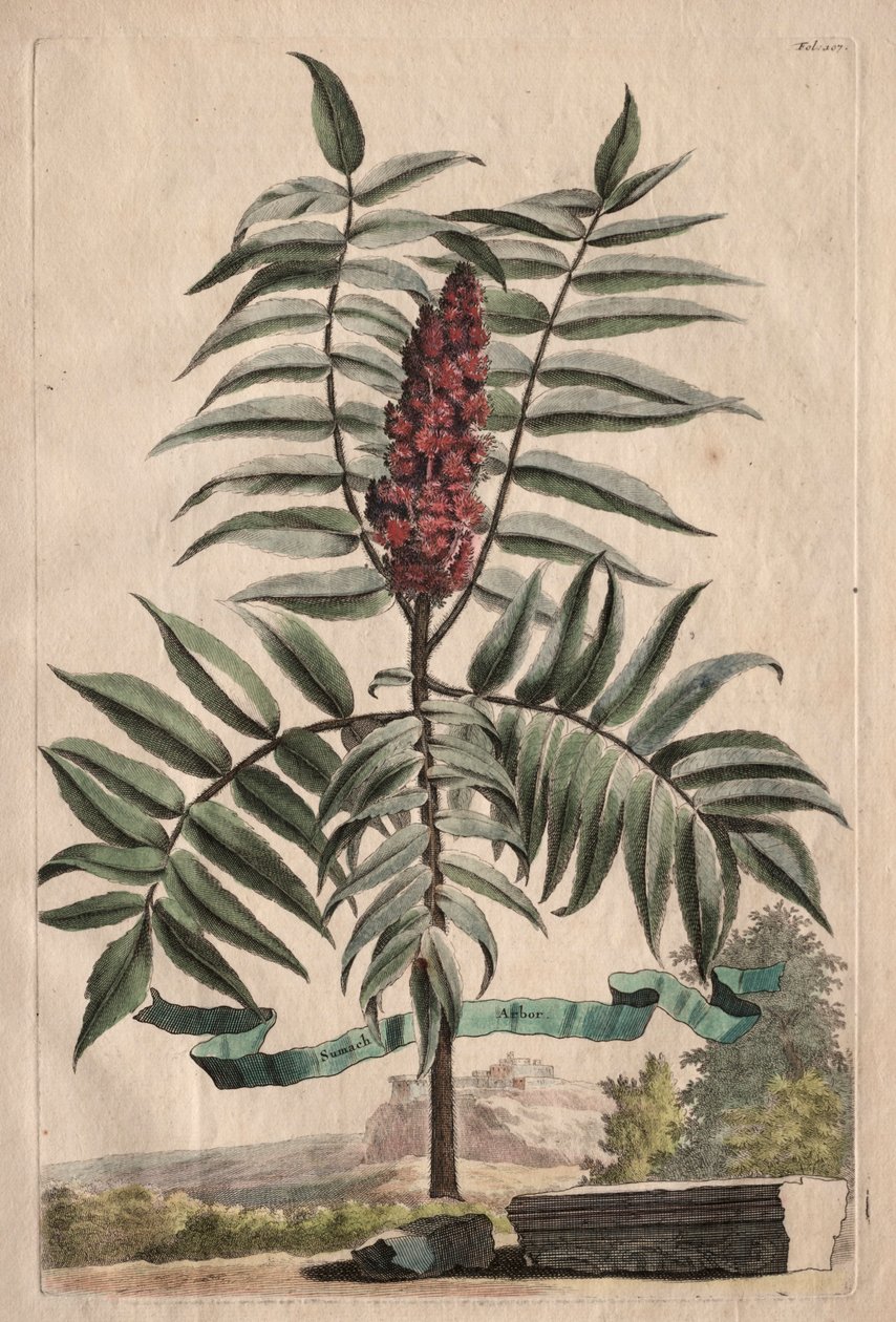Phytographia Curiosa: Sumach Arbor od Abraham Munting